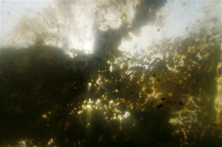 In this Monday, June 7, 2010 photo, patches of oil from the Deepwater Horizon spill are seen from an underwater vantage, Monday, June 7, 2010, in the Gulf of Mexico south of Venice, La.. (AP Photo/Rich Matthews)